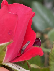 Pyrausta inornatalis