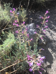 Penstemon patens