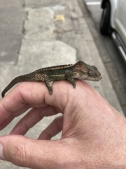 Bradypodion damaranum