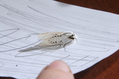 Spilosoma