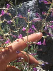 Penstemon patens