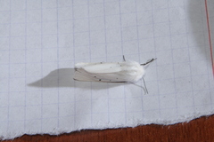 Spilosoma