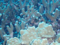 Pycnochromis pacifica