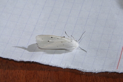 Spilosoma