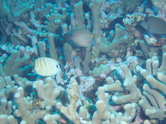 Chaetodon multicinctus