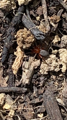 Gnaphosa sericata