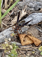 Polistes parametricus
