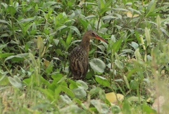 Rallus tenuirostris