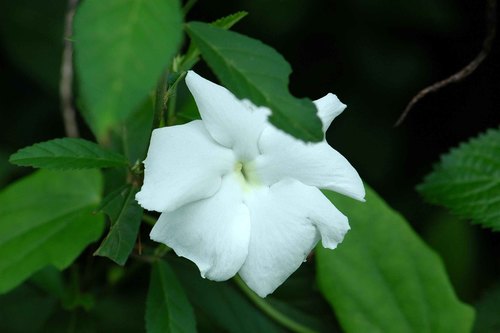 Thunbergia fragrans observed 2005-06-08