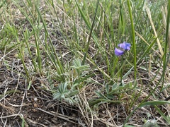 Gueldenstaedtia verna