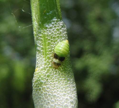 Diamondback Spittlebug photo 5