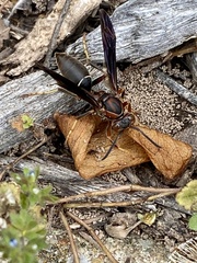 Polistes parametricus