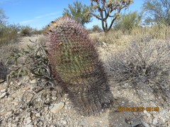 Ferocactus emoryi