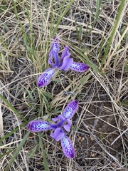 Iris ivanovae