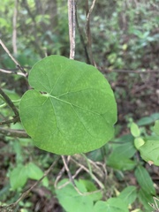 Matelea carolinensis