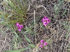 Oxytropis leptophylla