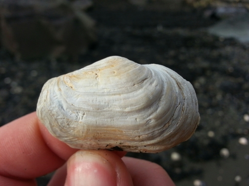 Truncate Softshell Clam