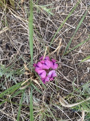 Oxytropis leptophylla