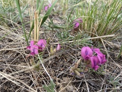 Oxytropis leptophylla