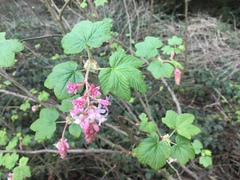 Ribes sanguineum glutinosum