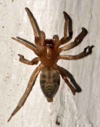 White sac spider