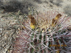 Ferocactus emoryi