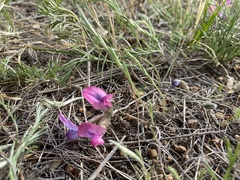 Oxytropis leptophylla