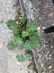Malva