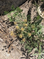 Tauschia parishii