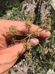 Tauschia parishii