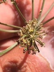 Tauschia parishii