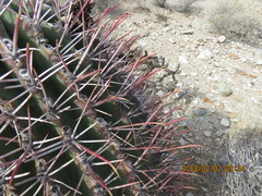 Ferocactus emoryi