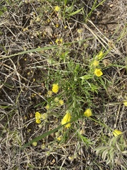 Potentilla verticillaris
