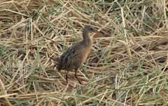 Rallus tenuirostris