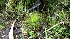 Isolepis sepulcralis