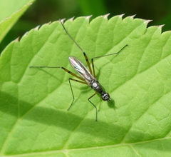 Micropeza corrigiolata