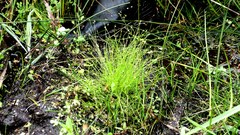 Isolepis sepulcralis