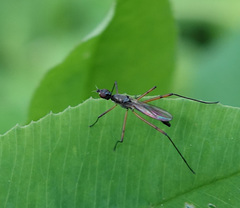 Micropeza corrigiolata