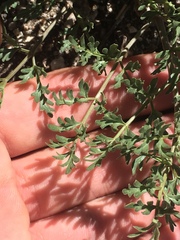 Tauschia parishii