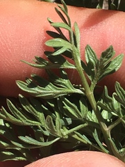 Tauschia parishii