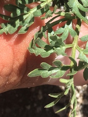 Tauschia parishii