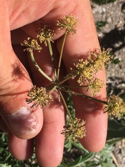 Tauschia parishii