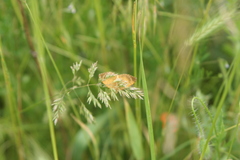 Camptogramma bilineata