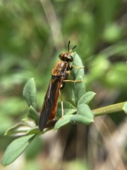 Hermetia concinna