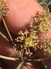 Tauschia parishii