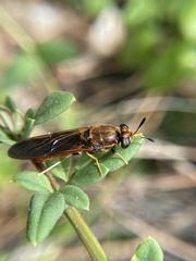 Hermetia concinna