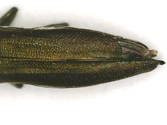 Agrilus quadriguttatus niveiventris