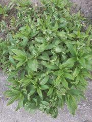 Caryocolum fischerella