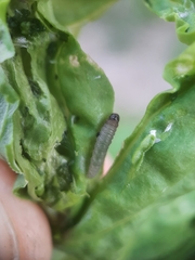 Caryocolum fischerella