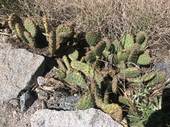 Opuntia basilaris